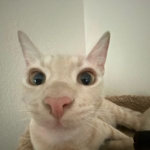 Meet your Posher, Claire